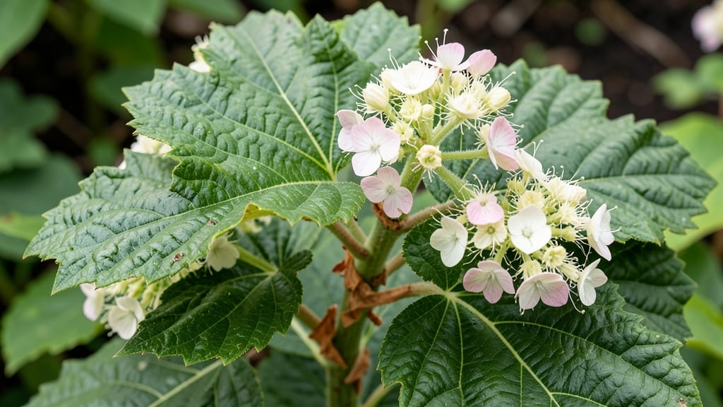 Oakleaf Hydrangea Deer Resistant: Why This Variety Stands Out and How to Protect It