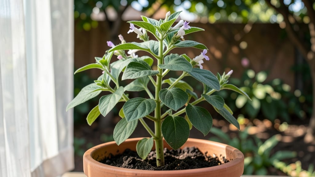 What Is Scent Leaf Called in French: The Exact Botanical Name and Culinary Uses